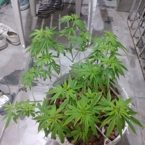PLANTA 1 (Genética Desconhecida) growlog photo: Algumas folhas estão queimadas nas pontas, ando investigando. 