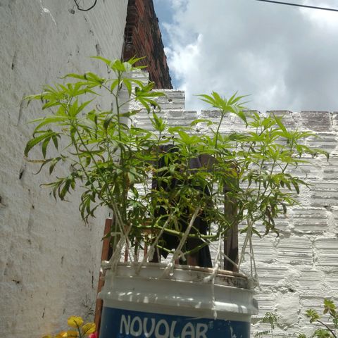 PLANTA 1 (Genética Desconhecida) growlog timeline photo