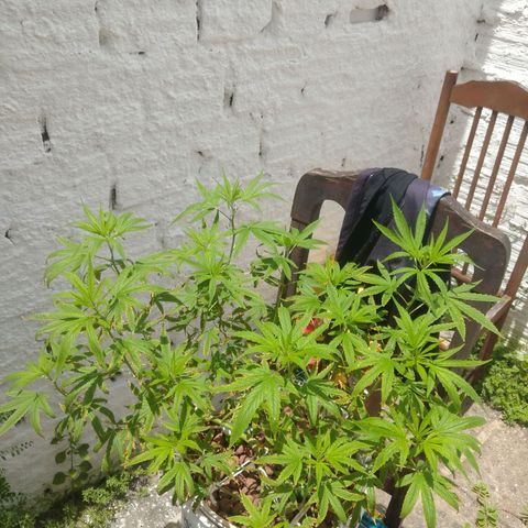 PLANTA 1 (Genética Desconhecida) growlog timeline photo