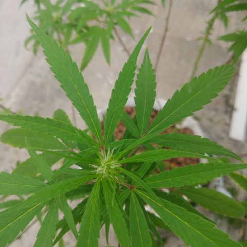 PLANTA 1 (Genética Desconhecida) growlog photo: Realizei uma desfiliação 