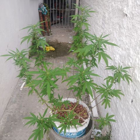 PLANTA 1 (Genética Desconhecida) growlog photo: Realizei uma desfiliação 