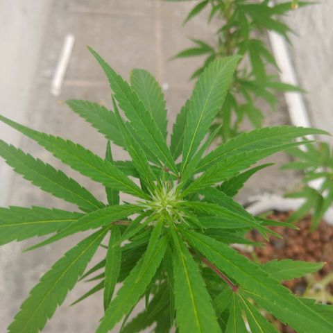 PLANTA 1 (Genética Desconhecida) growlog timeline photo