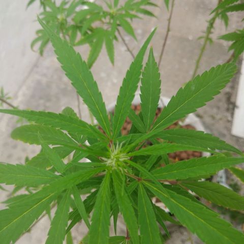 PLANTA 1 (Genética Desconhecida) growlog photo: Realizei uma desfiliação 