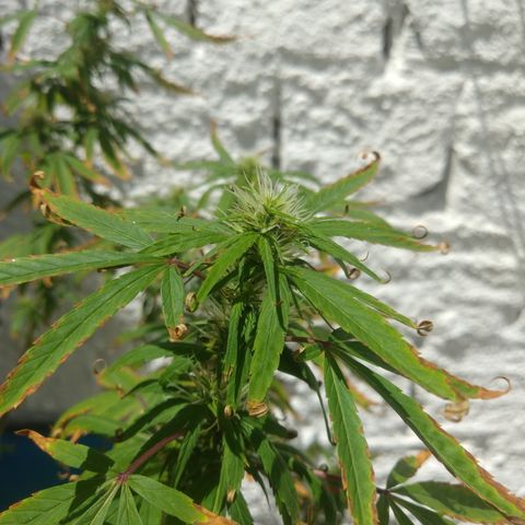 PLANTA 1 (Genética Desconhecida) growlog timeline photo