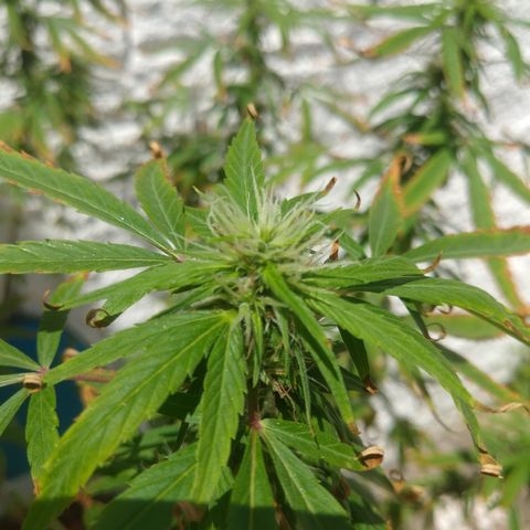 PLANTA 1 (Genética Desconhecida) growlog timeline photo