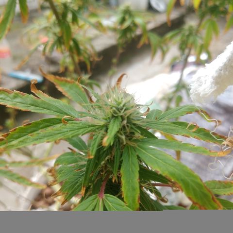 PLANTA 1 (Genética Desconhecida) growlog timeline photo