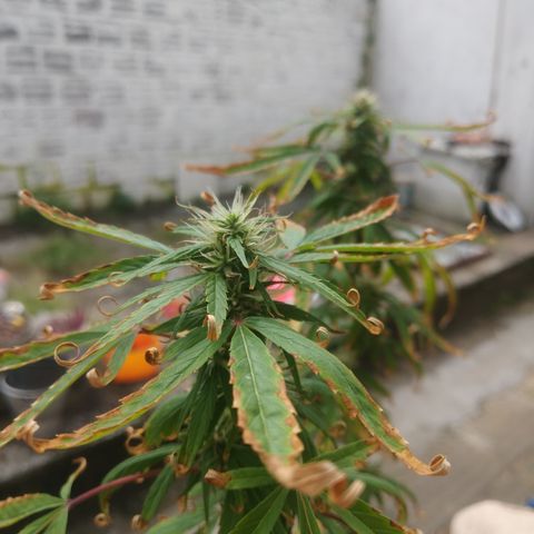 PLANTA 1 (Genética Desconhecida) growlog timeline photo