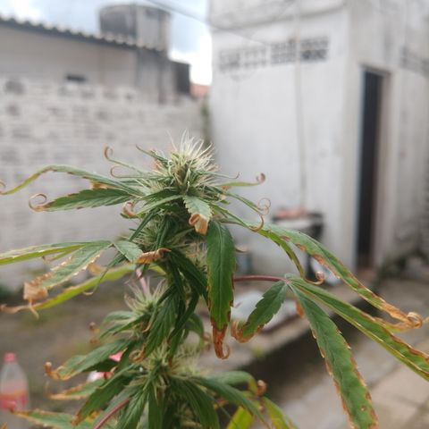 PLANTA 1 (Genética Desconhecida) growlog timeline photo