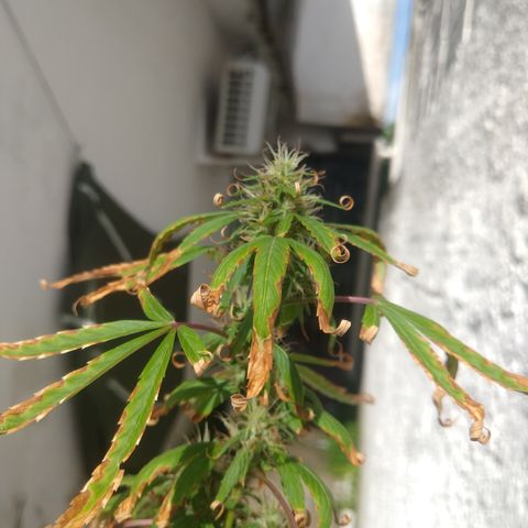 PLANTA 1 (Genética Desconhecida) growlog timeline photo