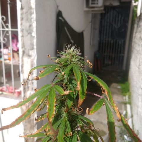 PLANTA 1 (Genética Desconhecida) growlog timeline photo