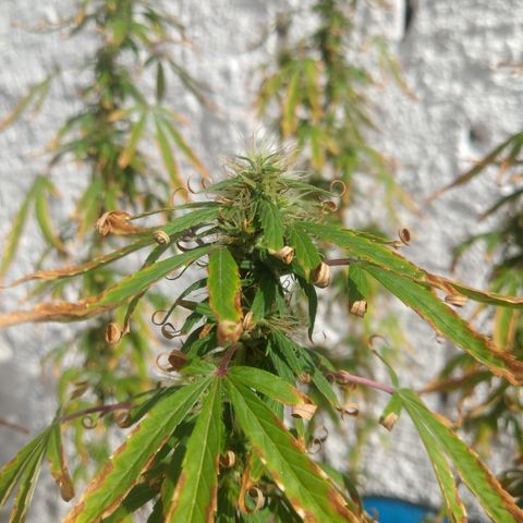 PLANTA 1 (Genética Desconhecida) growlog timeline photo