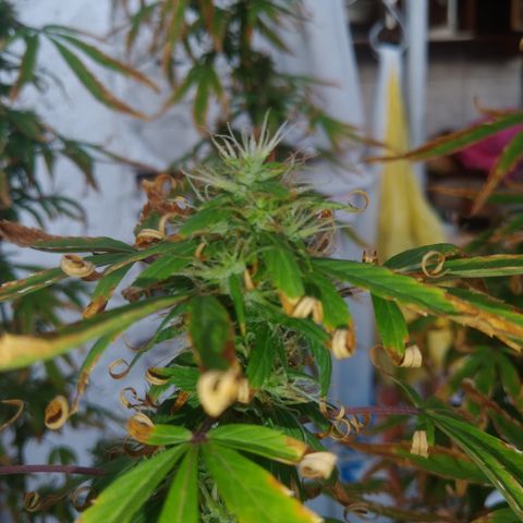 PLANTA 1 (Genética Desconhecida) growlog timeline photo