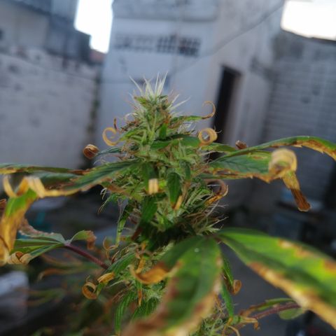 PLANTA 1 (Genética Desconhecida) growlog timeline photo