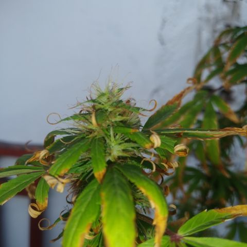 PLANTA 1 (Genética Desconhecida) growlog timeline photo