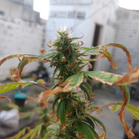 PLANTA 1 (Genética Desconhecida) growlog timeline photo