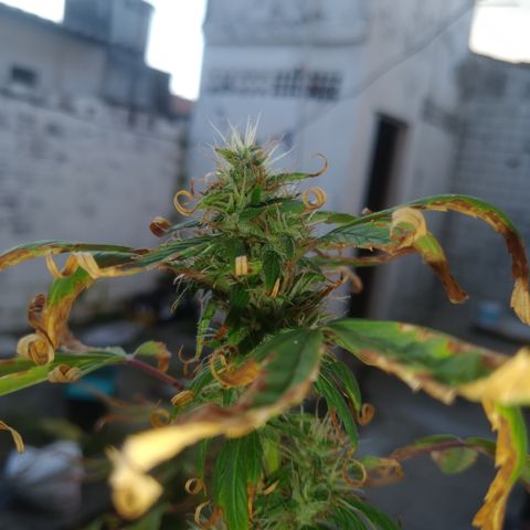 PLANTA 1 (Genética Desconhecida) growlog timeline photo