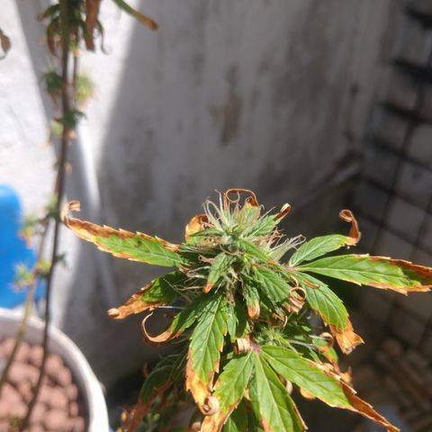 PLANTA 1 (Genética Desconhecida) growlog timeline photo