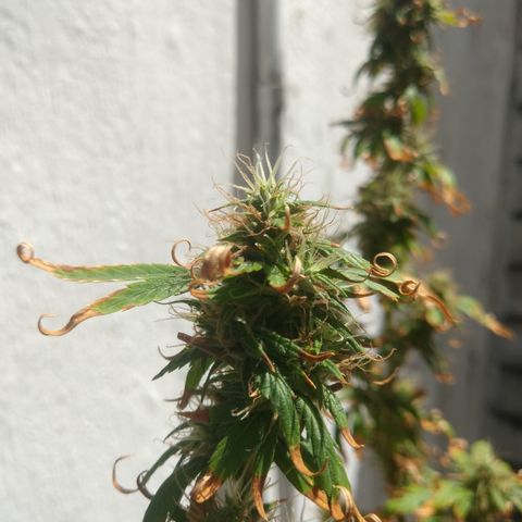 PLANTA 1 (Genética Desconhecida) growlog timeline photo