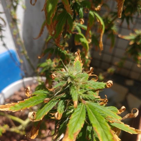 PLANTA 1 (Genética Desconhecida) growlog timeline photo