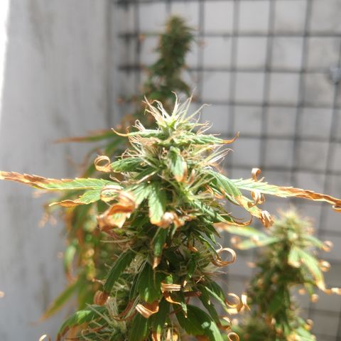 PLANTA 1 (Genética Desconhecida) growlog timeline photo