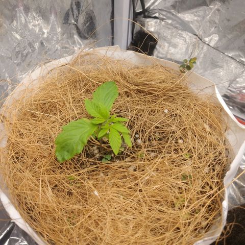 Chapolin growlog timeline photo