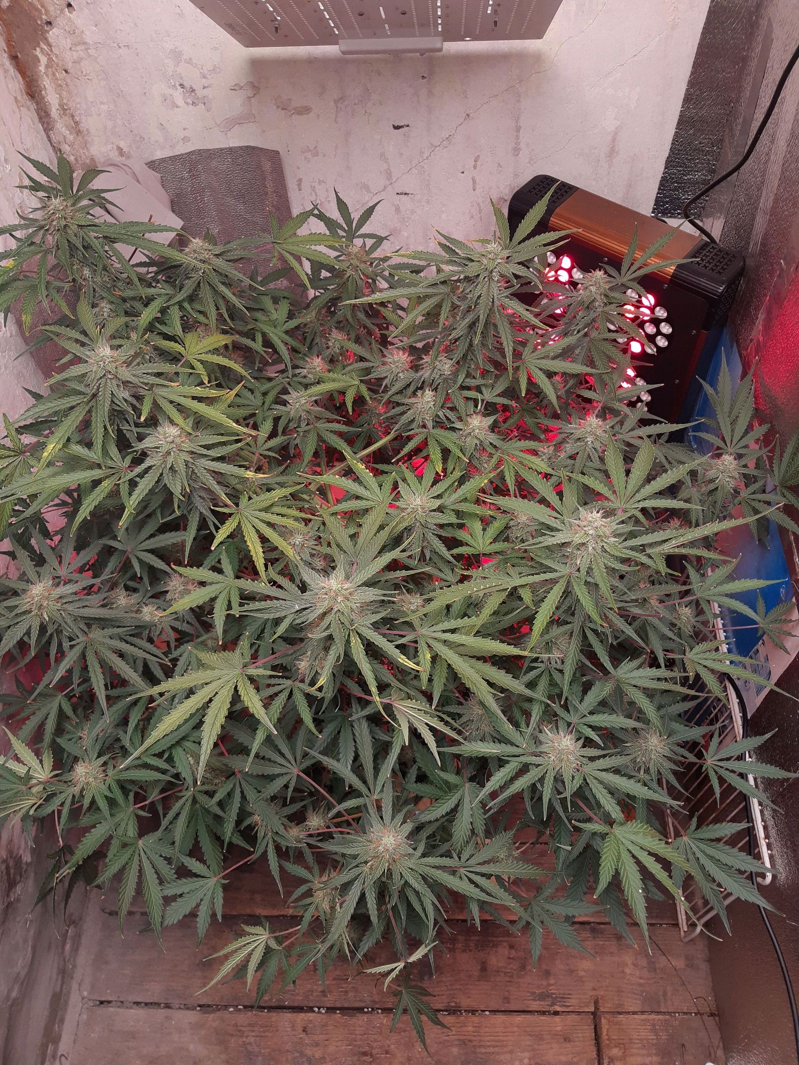 Afghan growlog header