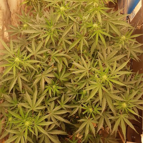 Afghan  growlog timeline photo