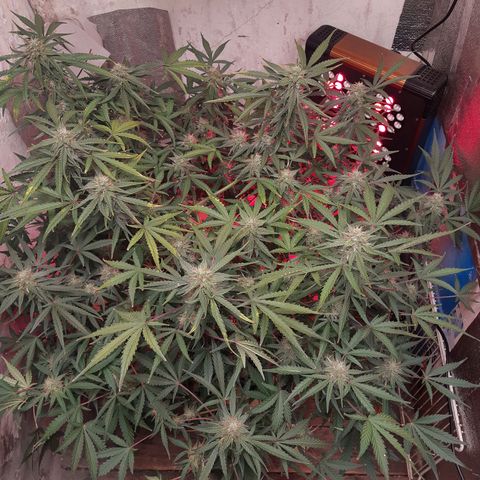 Afghan  growlog timeline photo