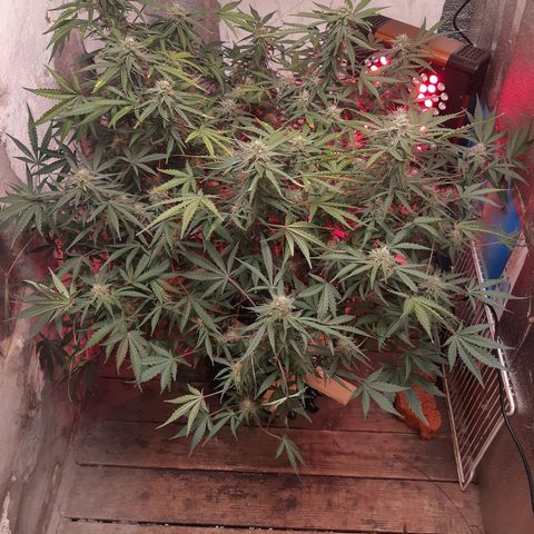 Afghan  growlog timeline photo