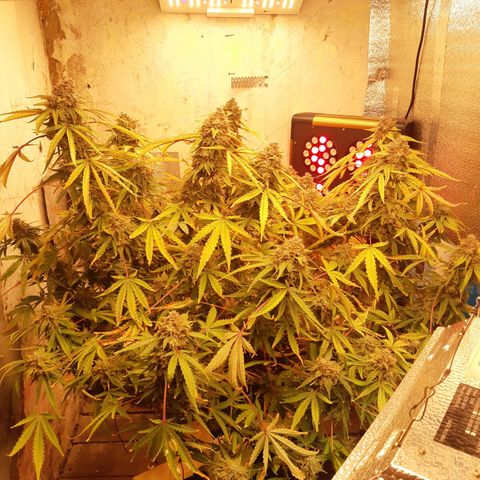 Afghan  growlog timeline photo