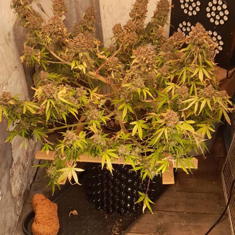 Afghan  growlog timeline photo