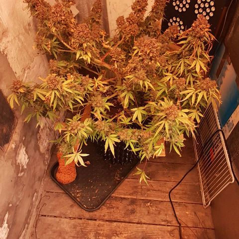 Afghan  growlog timeline photo