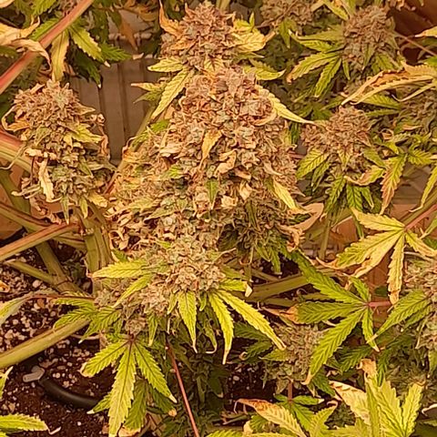 Afghan  growlog timeline photo