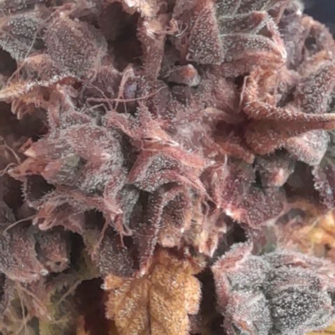 Afghan  growlog timeline photo