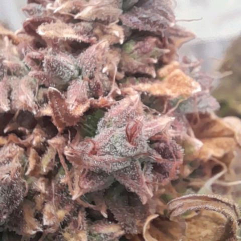 Afghan  growlog timeline photo