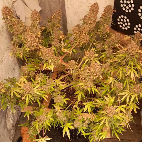 Afghan  growlog timeline photo