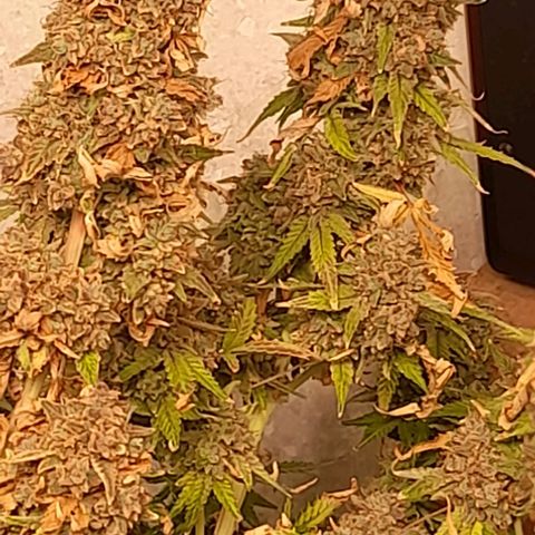 Afghan  growlog timeline photo