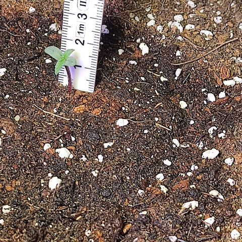 Gelato #2 growlog timeline photo