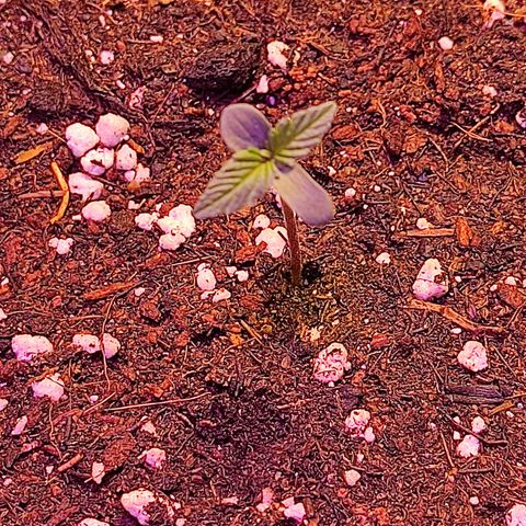 "Ani" Gelato #1 growlog timeline photo