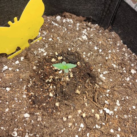 "Ani" Gelato #1 growlog timeline photo