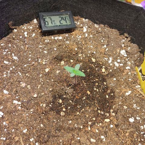 Gelato #2 growlog timeline photo