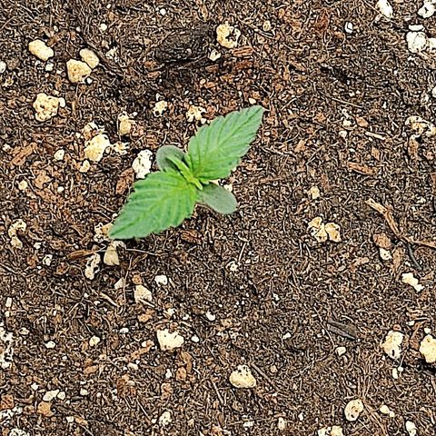 "Ani" Gelato #1 growlog timeline photo