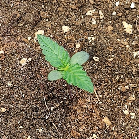 Gelato #2 growlog timeline photo