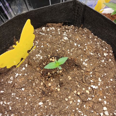 "Ani" Gelato #1 growlog timeline photo