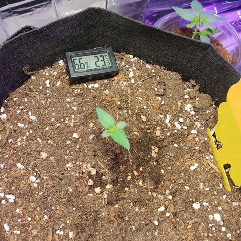 Gelato #2 growlog timeline photo