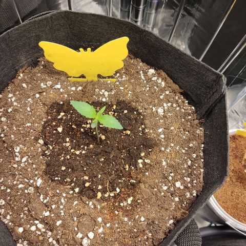 "Ani" Gelato #1 growlog timeline photo