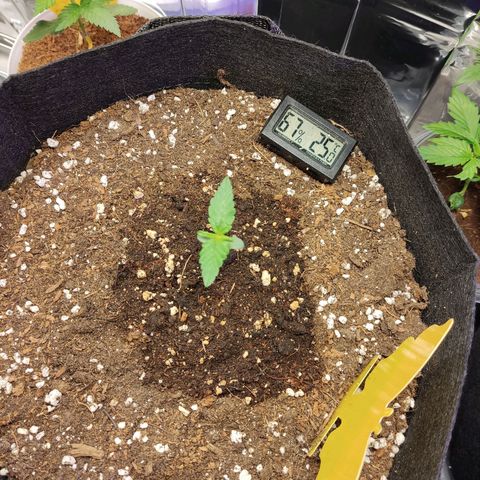 Gelato #2 growlog timeline photo