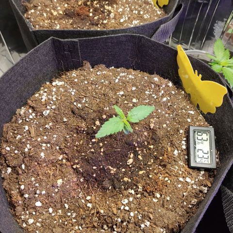 Gelato #2 growlog timeline photo