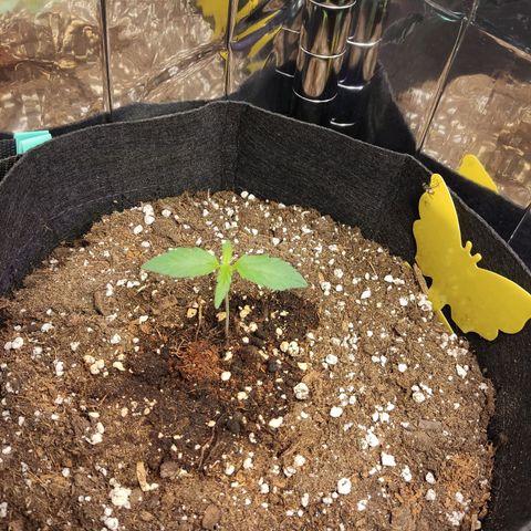 "Ani" Gelato #1 growlog timeline photo