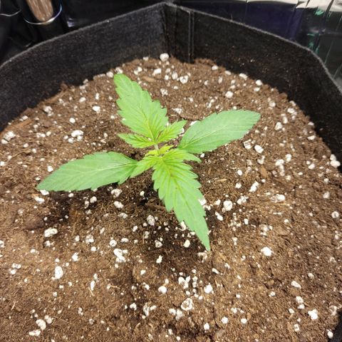 "Ani" Gelato #1 growlog timeline photo